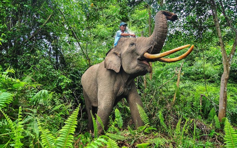 Taman Wisata Alam Tesso Nilo